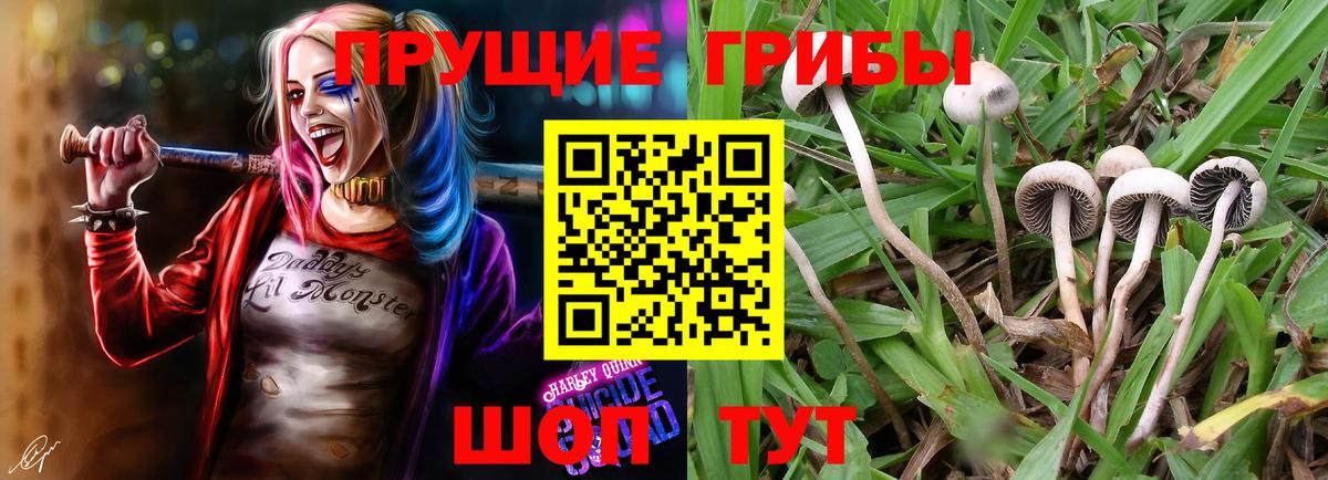 Мурманск  Галлюциногенные грибы Cubensis  Вход с VPN 